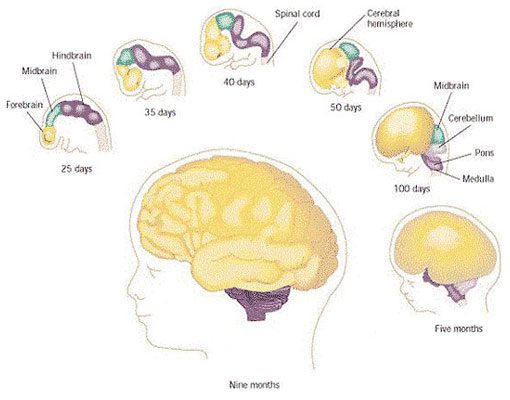 مراحل رشد ذهنی کودک ( از تولد تا 3 سالگی )